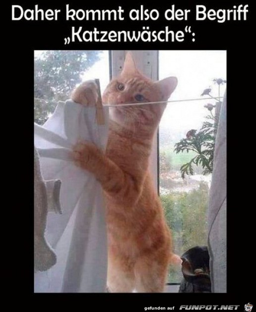 Katzenwsche