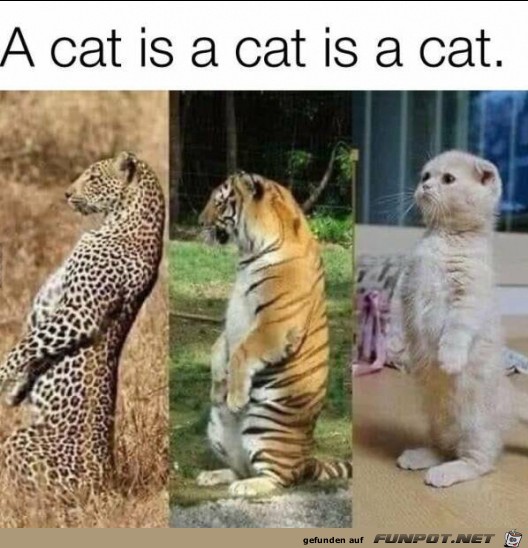 Eine Katze ist eine Katze ist eine Katze....