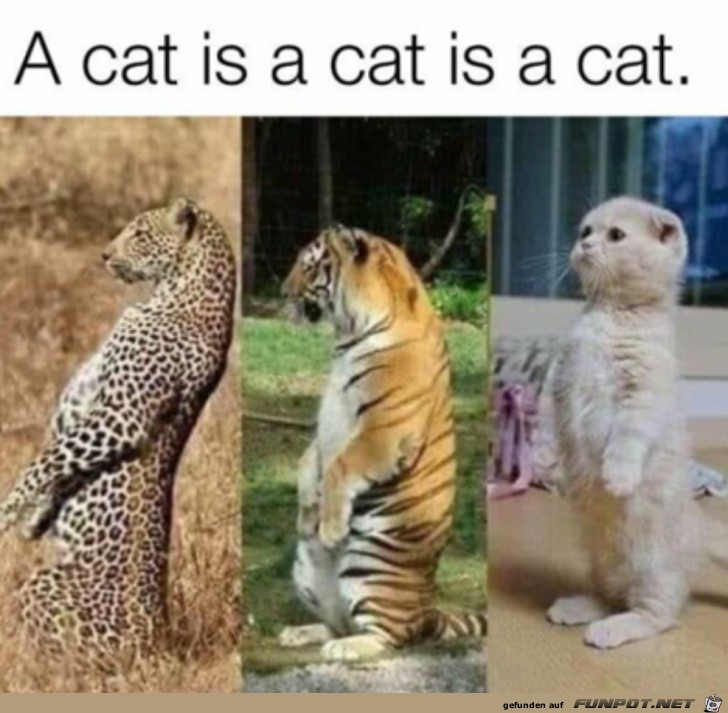 Katzen