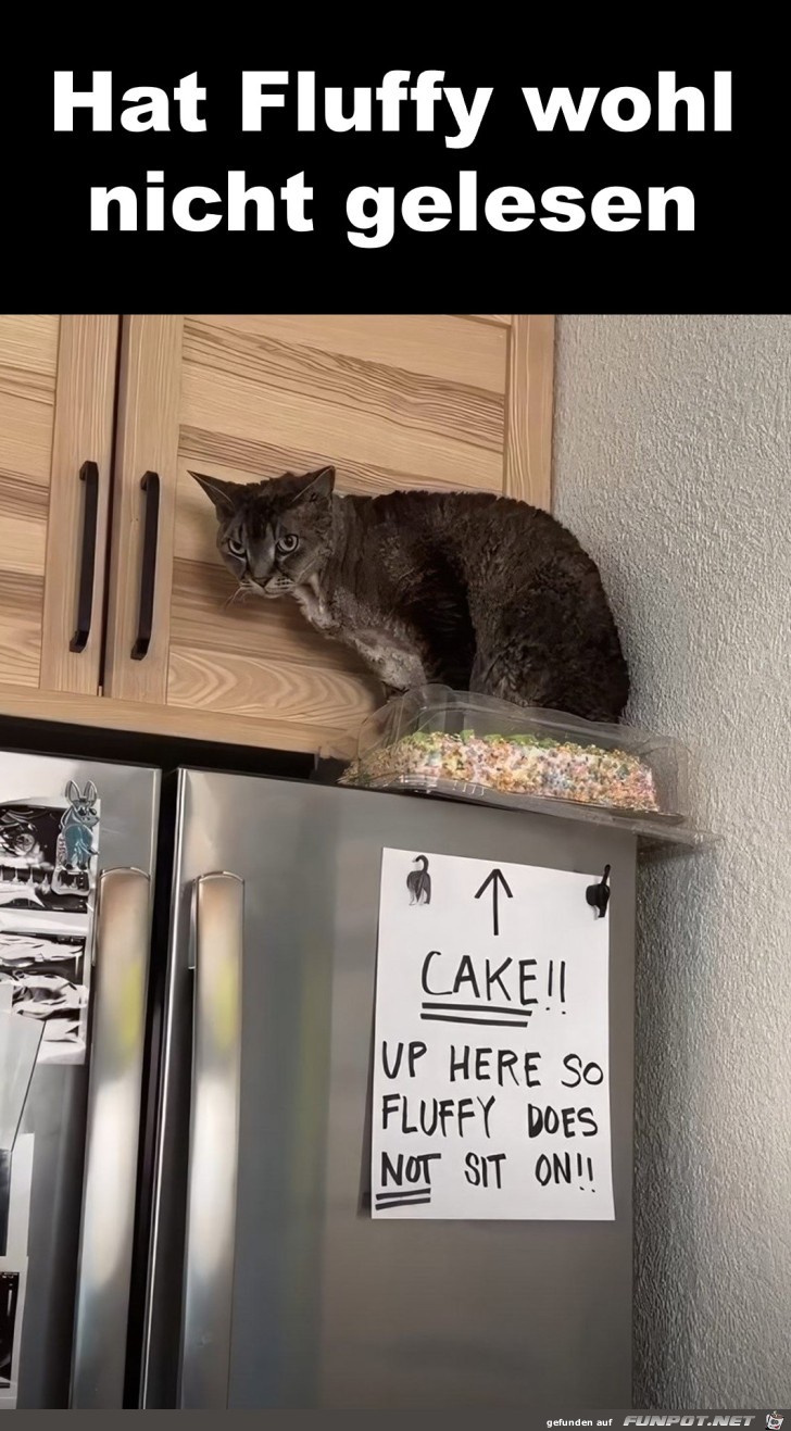 Katze kann nicht lesen