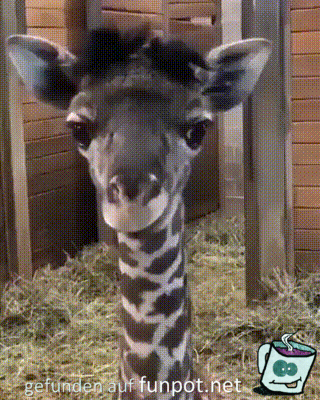 Se Giraffe