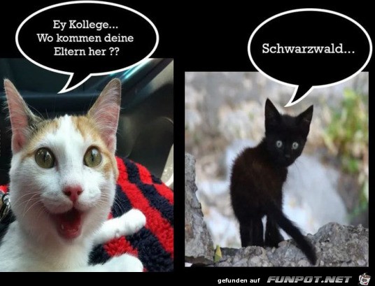 Lustige Katzen