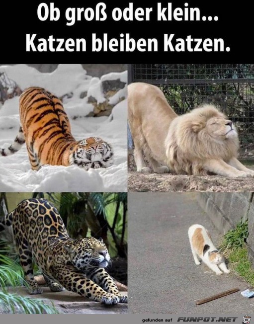 Katzen bleiben Katzen