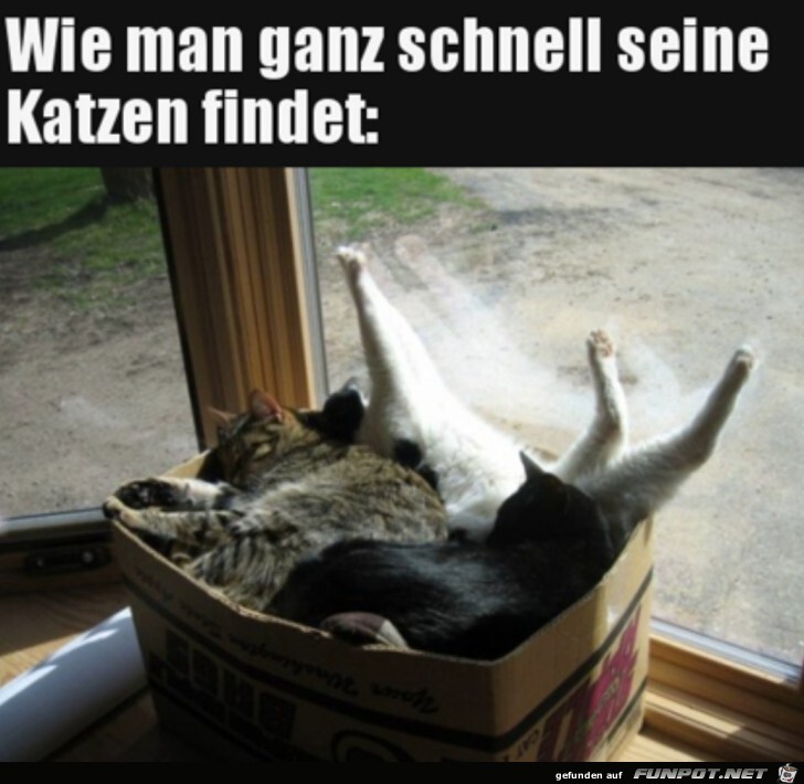 Katzen finden