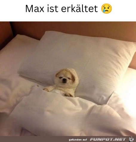 Hund ist erkltet