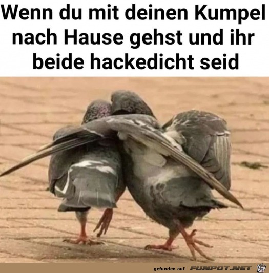 Zusammen nach Hause wanken