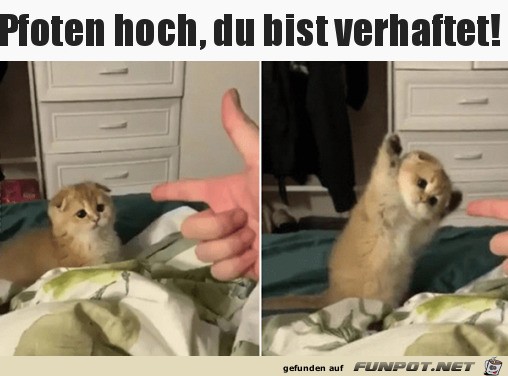 Du bist verhaftet