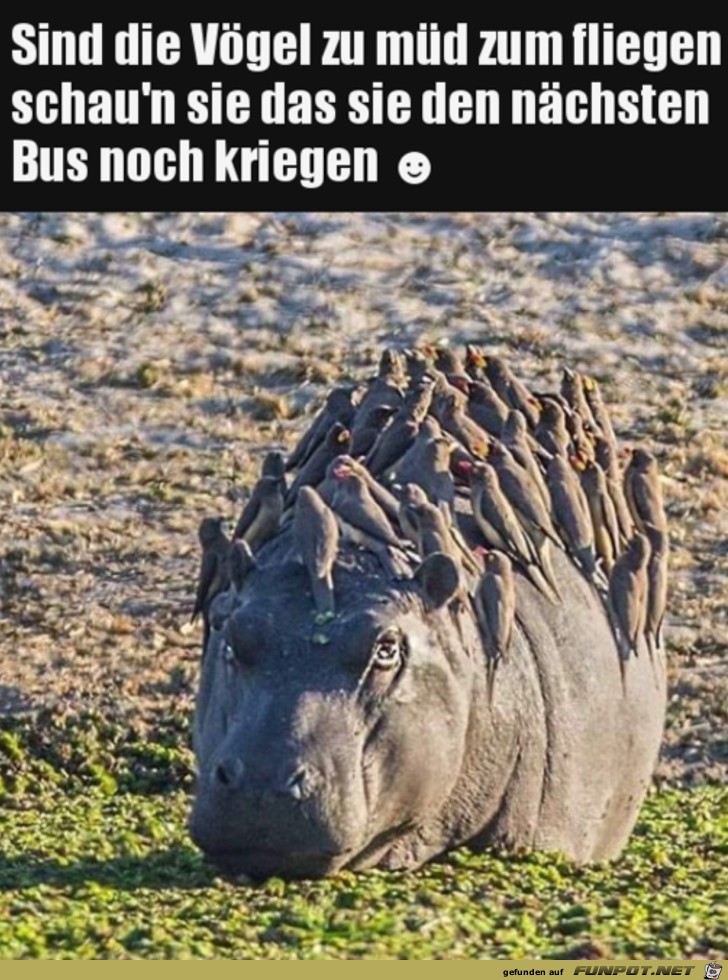 Lieber den Bus nehmen