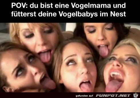 Vogelbabys fttern