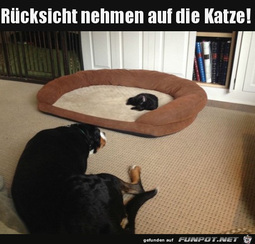 Auf die Katze Rcksicht nehmen