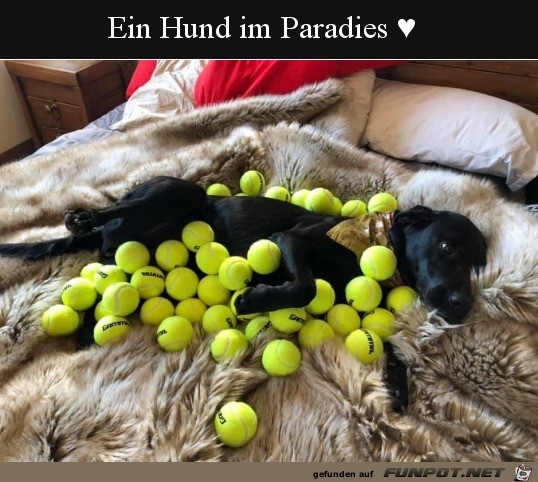 Hund im Paradies