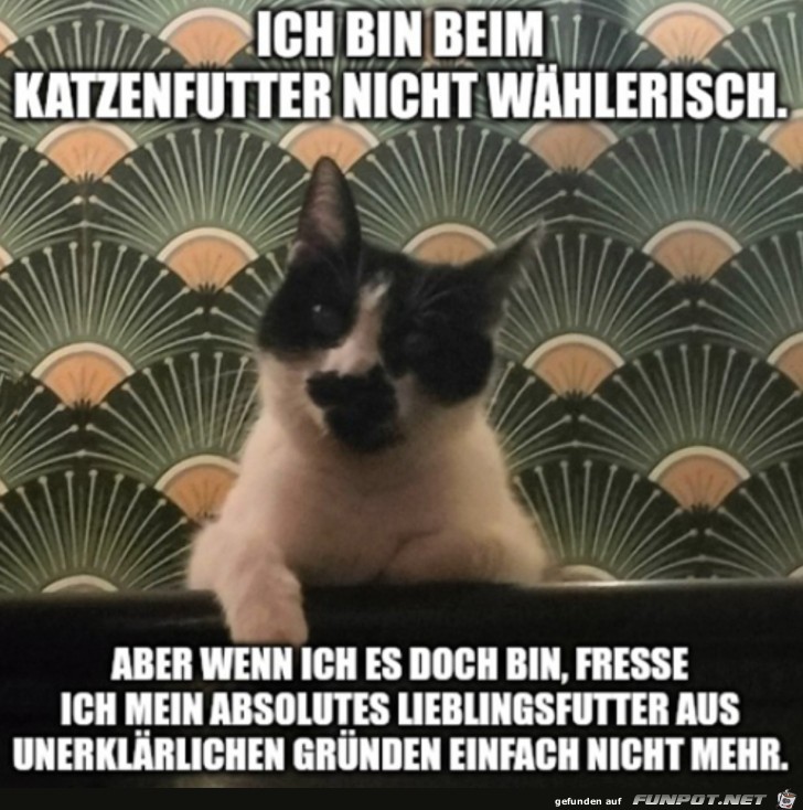 Typisch Katze eben