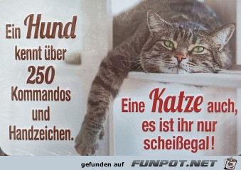 Der Katze ist es egal