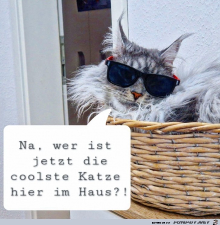 Coole Katze