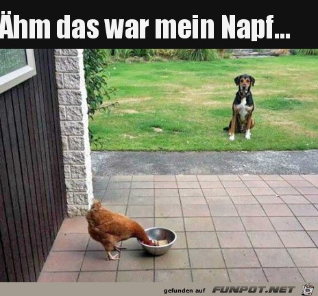 Hund ist entrstet