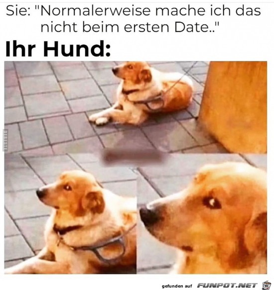 Der Hund hat andere Infos