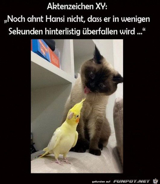 Hansi ist ahnungslos