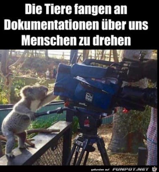 Tiere filmen uns