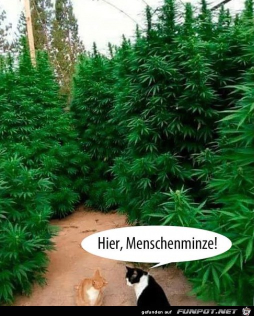 Menschenminze