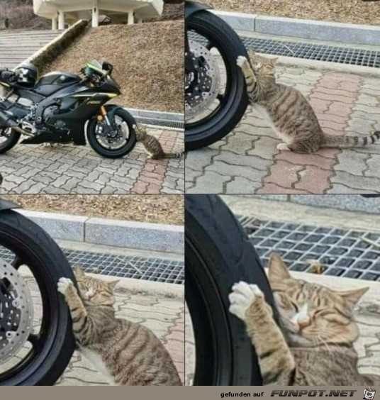Katze liebt den Reifen