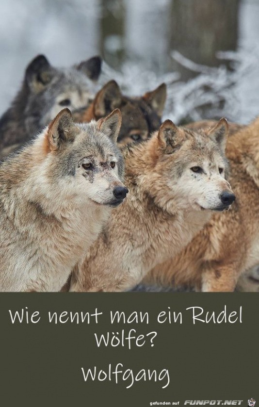 Rudel Wlfe