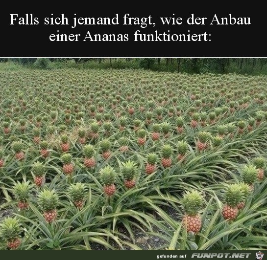 So wachsen Ananas