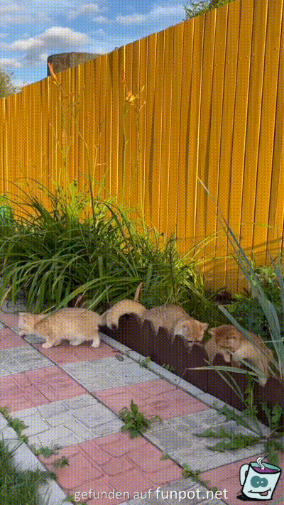 Katzen spielen mit Pflanzen