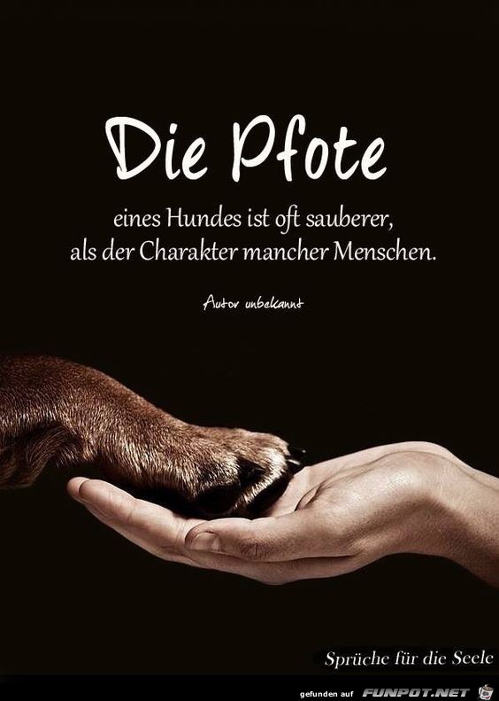 Die pfote des Hundes