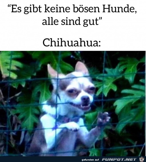 Es gibt keine bsen Hunde