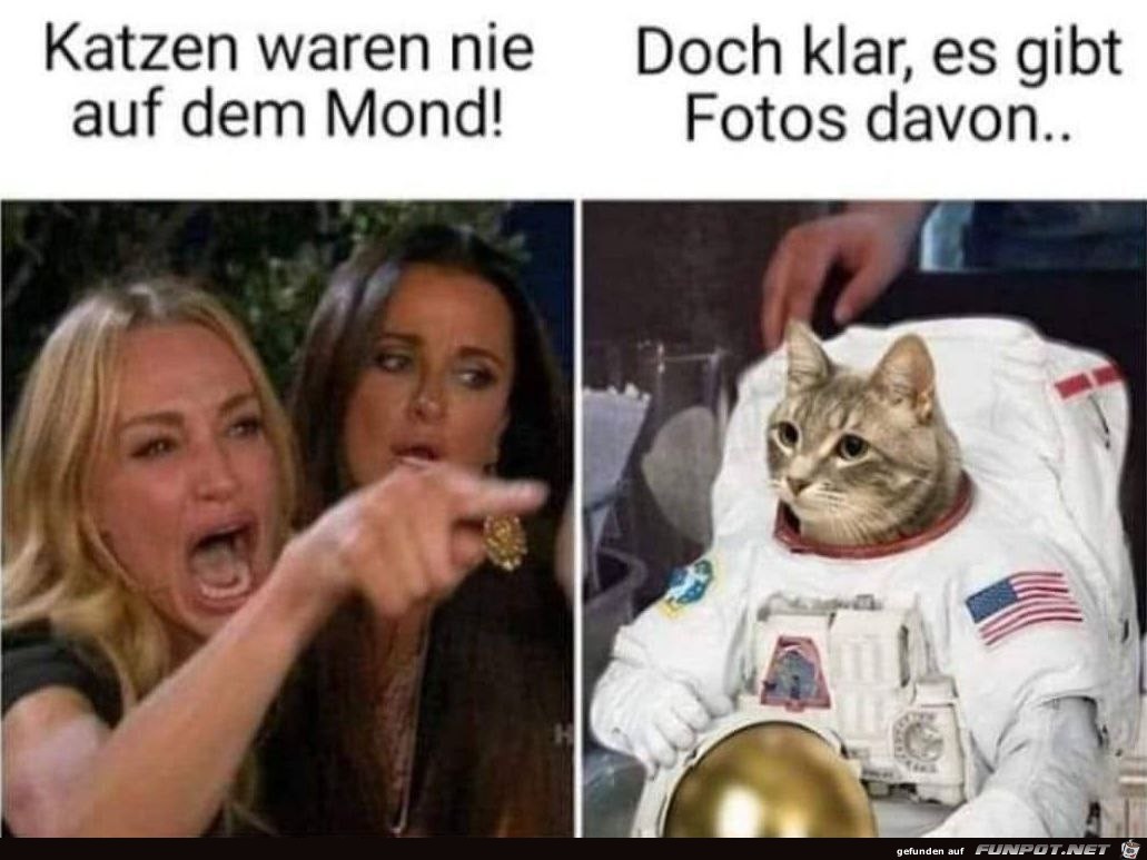 Katzen waren nie auf dem Mond