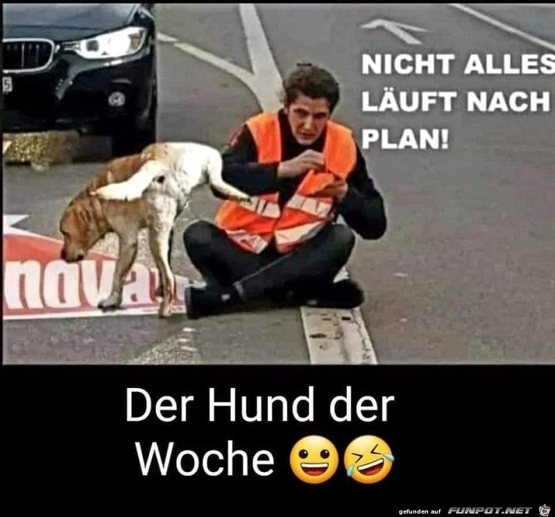 Der Hund der Woche