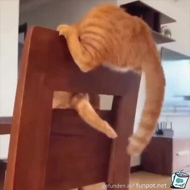 Katze und Stuhl