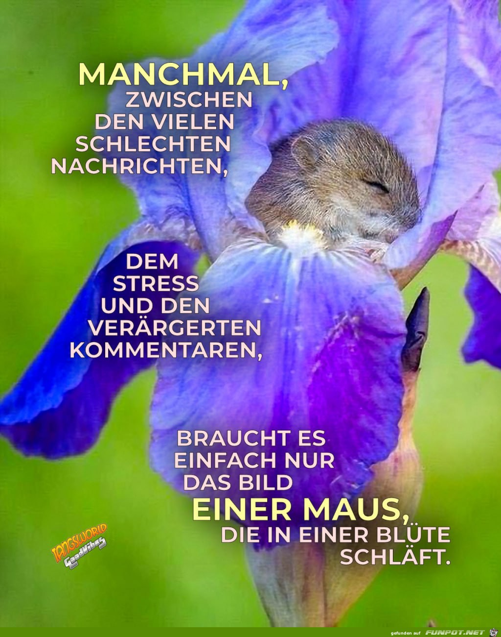 herzige Tierbilder