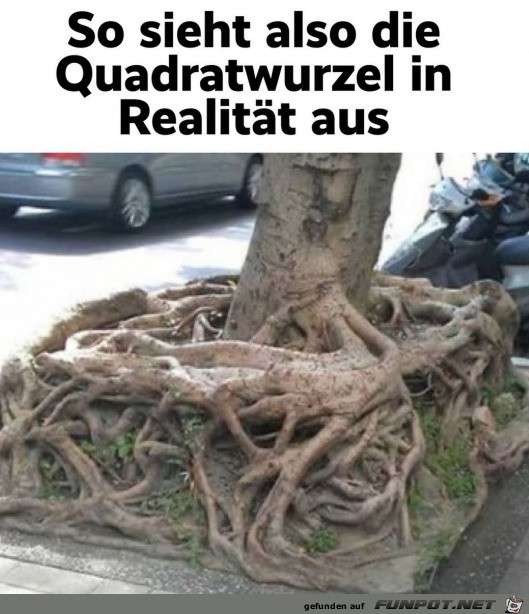 Die Quadratwurzel