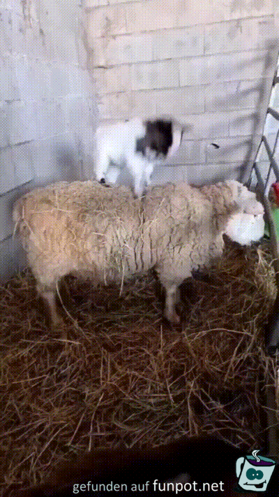 Das Schaf hat ein dickes Fell