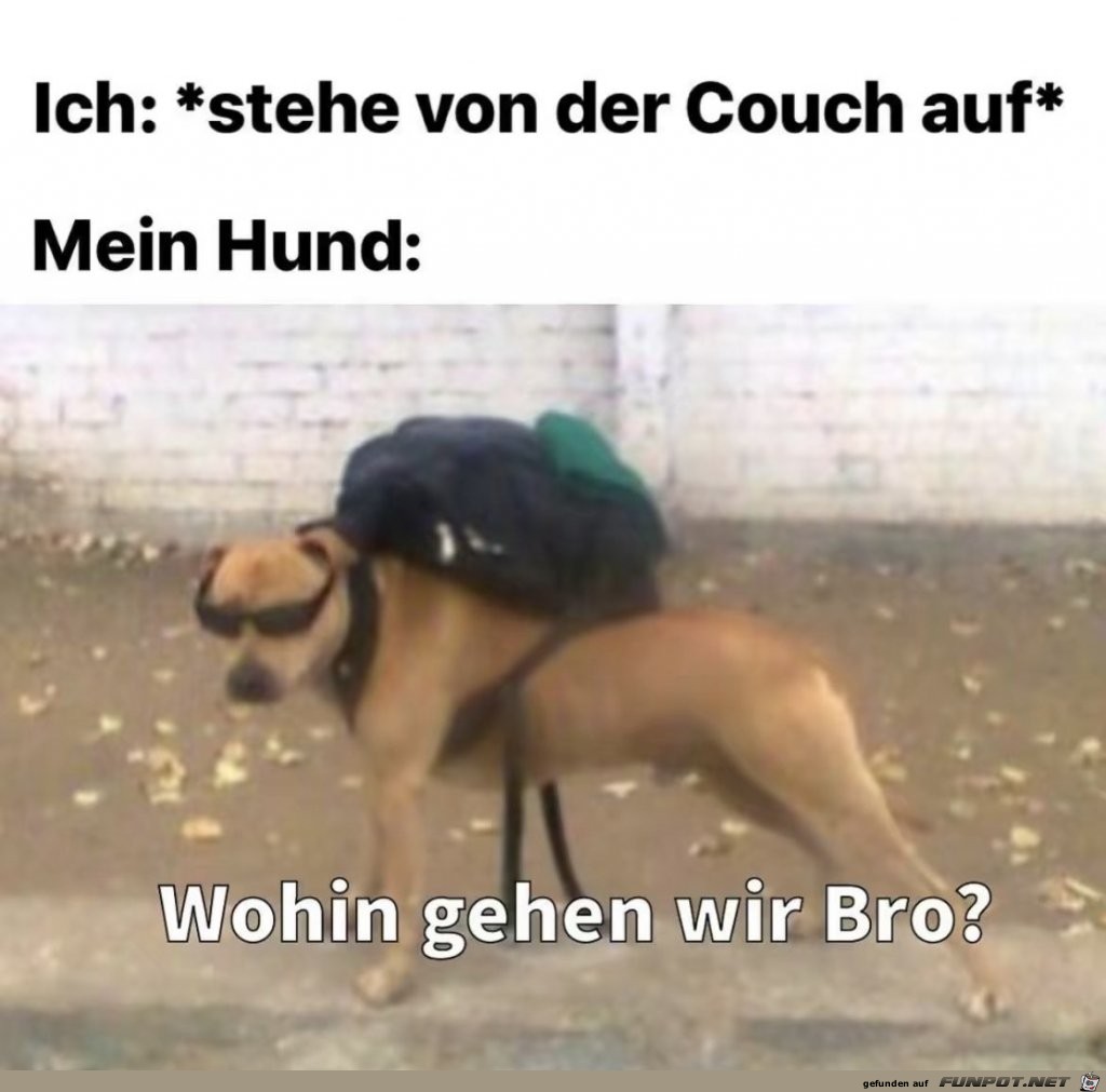 Mein Hund