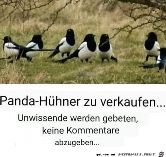 Panda-Hhner