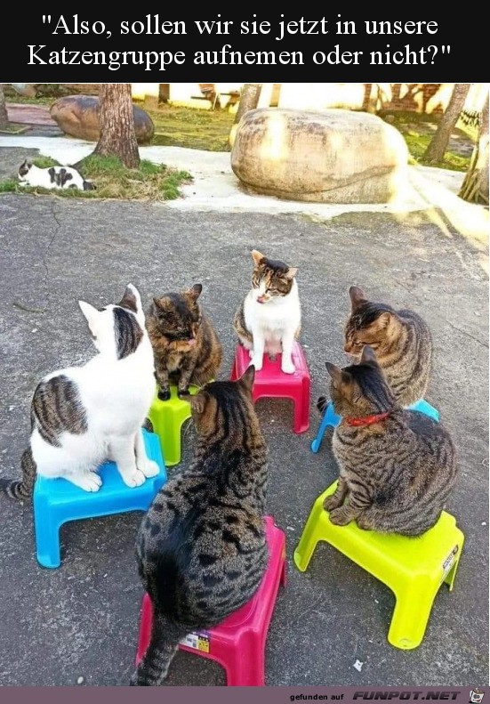 Katzen-Stuhlkreis