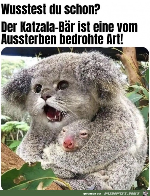 Der Katzala-Br