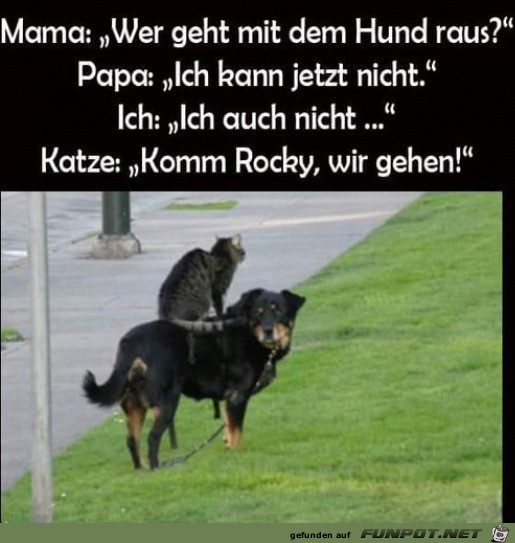 Katze geht mit Hund Gassi