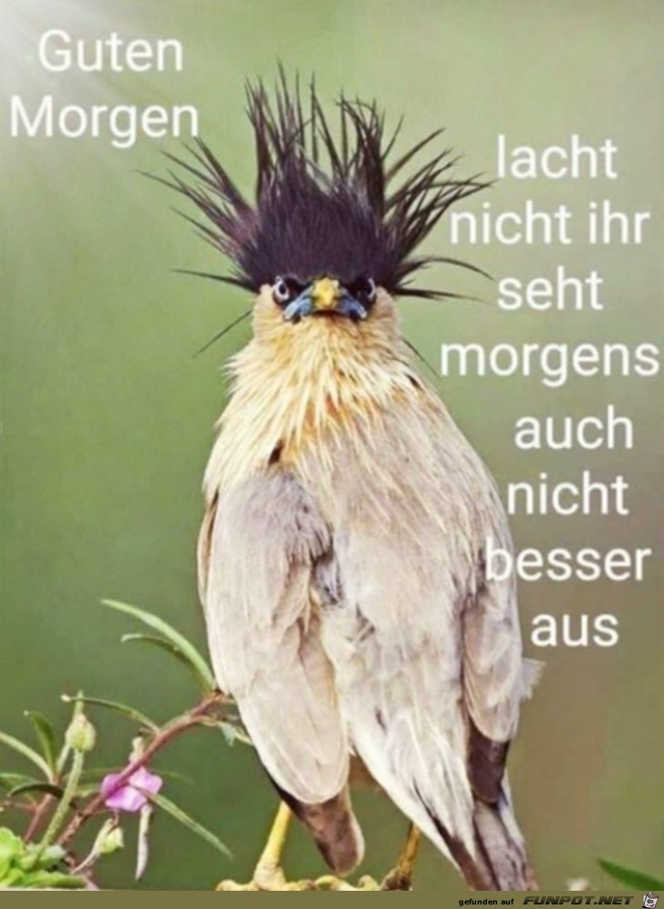 Guten Morgen