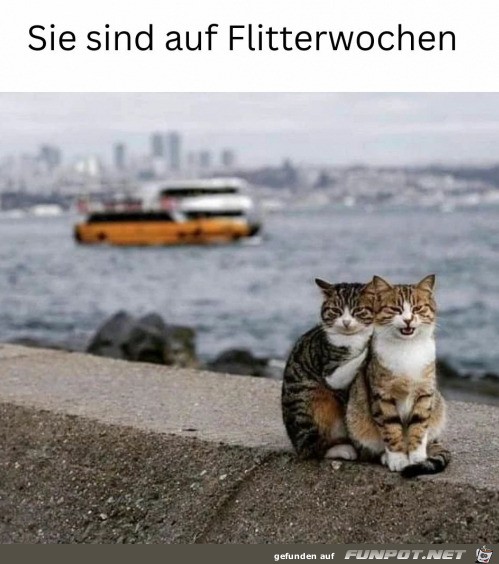 Katzen in den Flitterwochen