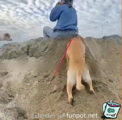 Hund gräbt Sand ab