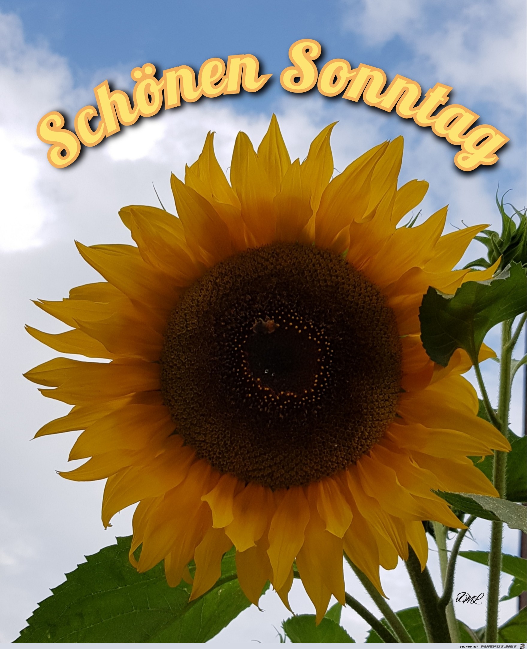 Sonntag Sonnenblume