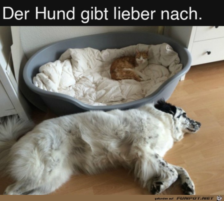 Hund gibt lieber nach