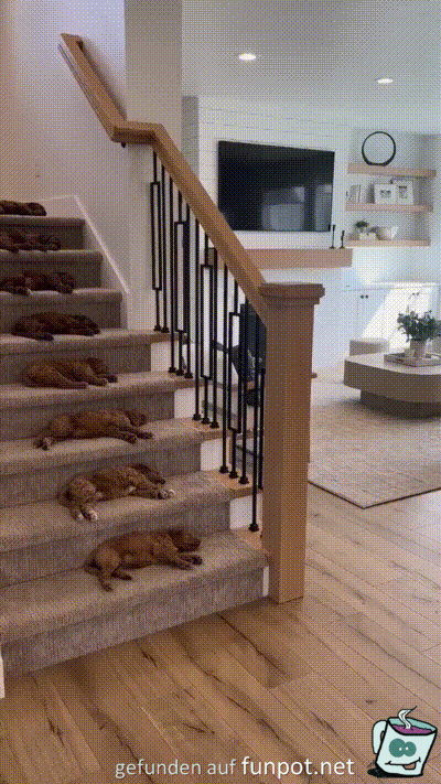Auf jeder Treppenstufe ein Hund