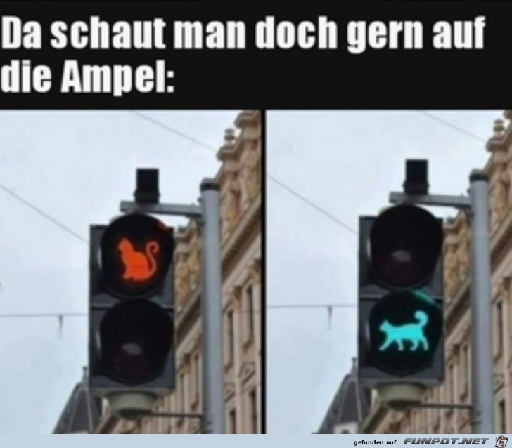 Ampelkatzen