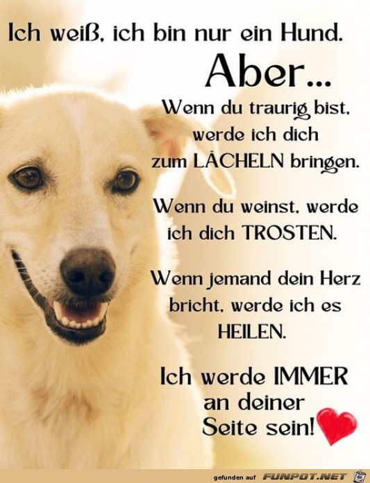 Ein Hund ist immer fr dich da