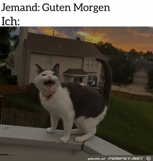 Guten Morgen