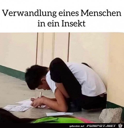 Ein Insekt